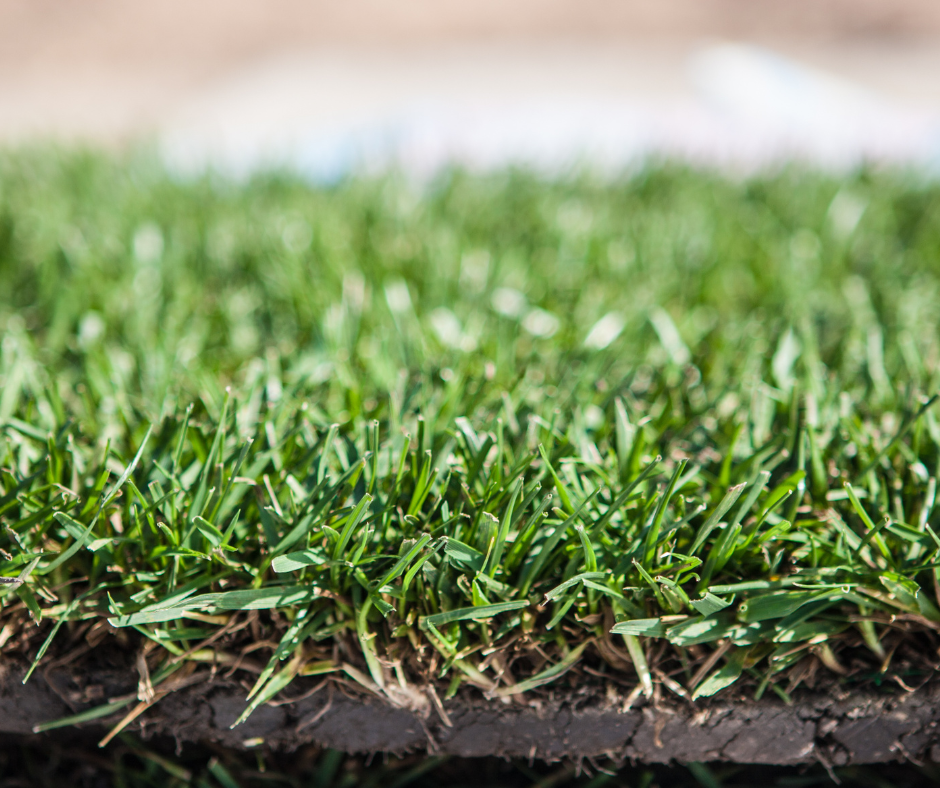Sod Installtion In Surprise