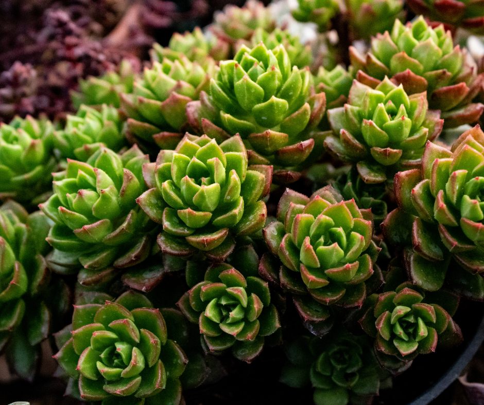 Xeriscape Services